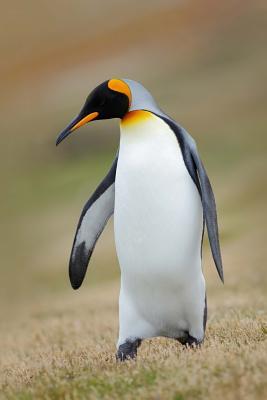 Download King Penguin (Aptenodytes Patagonicus) in the Grass Journal: 150 Page Lined Notebook/Diary -  file in ePub