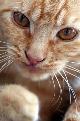 Read Online Wake Up and Feed Me, Says the Cat Journal: 150 Page Lined Notebook/Diary -  file in ePub