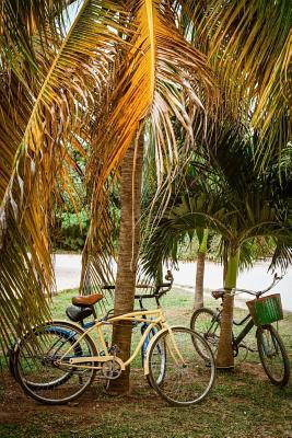 Download Bicycles Under the Palm Trees Journal: 150 Page Lined Notebook/Diary -  file in PDF