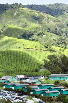 Full Download Village at Sungai Palas Tea Plantation Cameron Highlands Malaysia Journal: 150 Page Lined Notebook/Diary -  | ePub