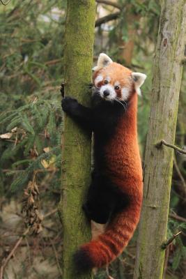 Download An Adorable Red Panda (Ailurus Fulgens) Climbing a Tree Journal: 150 Page Lined Notebook/Diary -  file in PDF