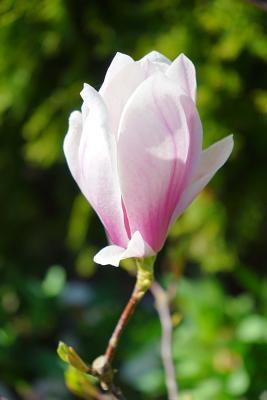 Full Download Pretty Pink Magnolia Blossom in the Spring Journal: 150 Page Lined Notebook/Diary -  file in PDF