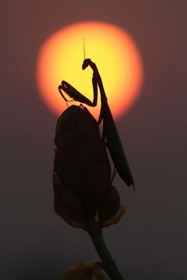 Download Praying Mantis Silhouette Journal: 150 Page Lined Notebook/Diary -  file in ePub