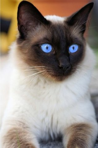Download Siamese Cat Notebook: 150 lined pages, softcover, 6 x 9 -  | ePub