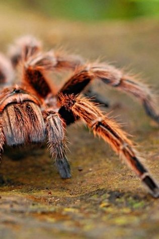 Read Spider Notebook: 150 lined pages, softcover, 6 x 9 -  file in PDF