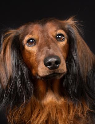 Download Long-haired Dachshund Notebook: 8.5 x 11, College Ruled, 150 Pages for Elementary, Primary, Middle, High School or University For Doxie Fans -  | ePub